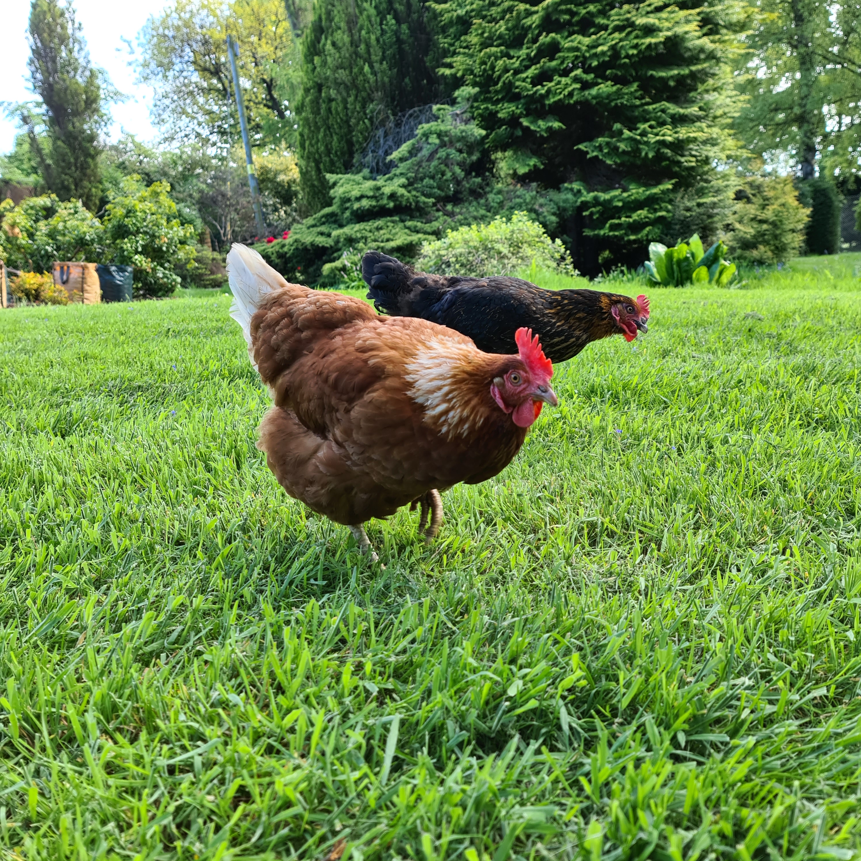 Picture of chickens